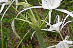 Northern spiderlily